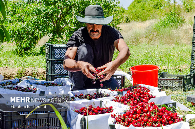 یاقوت سرخ زاگرس درمسیر تجاریشدن؛ گیلاس کرمانشاه در انتظار زنجیره ارزش