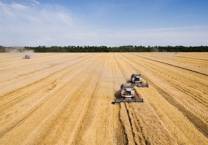 صرفه‌جویی ارزی با تولید 560 هزار تن بذر
