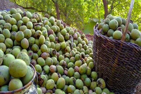 برداشت نوبرانه گردو در باغات گیلان