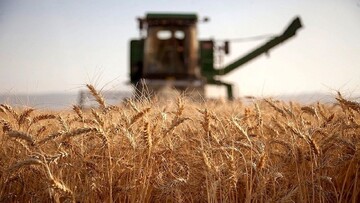تولید گندم در مازندران ۷۰ درصد افزایش یافت