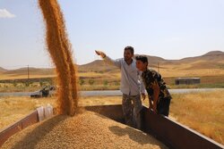 پیش‌بینی برداشت ۶۰ هزار تن گندم از مزارع اردبیل