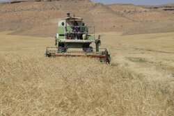 خرید ۵۵۰ هزار تن گندم در فارس