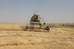 پیش بینی تولید ۳۶ هزار تن گندم در خرمشهر