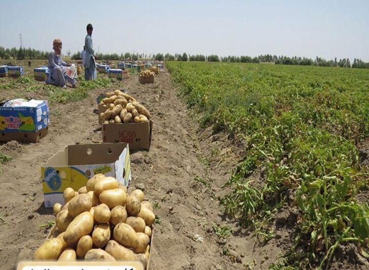 تجمع سیب زمینی کاران بهار در اعتراض به منع صادرات سیب زمینی