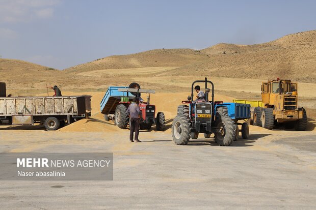 برداشت گندم در کردستان