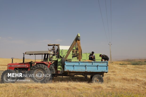 برداشت گندم در کردستان