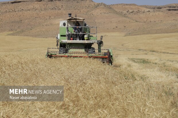 خرید ۵۵۰ هزار تن گندم در فارس 