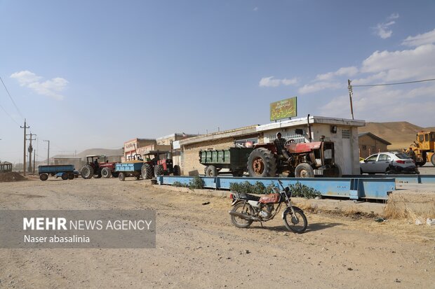 برداشت گندم در کردستان