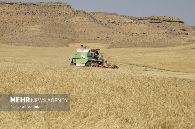 برداشت گندم در کردستان