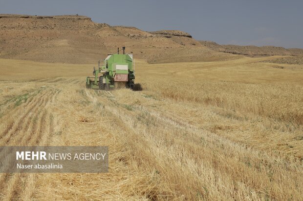 برداشت گندم در کردستان