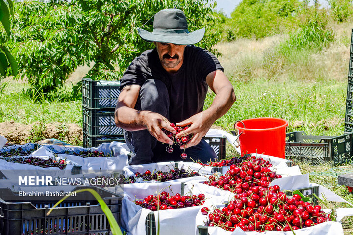 فصل گیلاس اشنویه