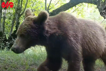 VIDEO: Wildlife in Iran's Hyrcanian forests