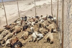 گرگ‌های گرسنه به گله گوسفندان در بهاباد حمله کردند/تلف شدن 130 راس دام