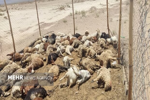 گرگ‌های گرسنه به گله گوسفندان در بهاباد حمله کردند