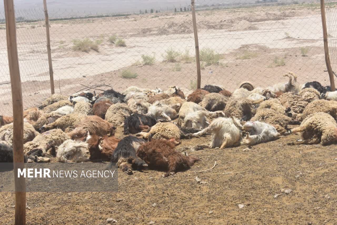 گرگهای گرسنه به گله گوسفندان در بهاباد حمله کردند