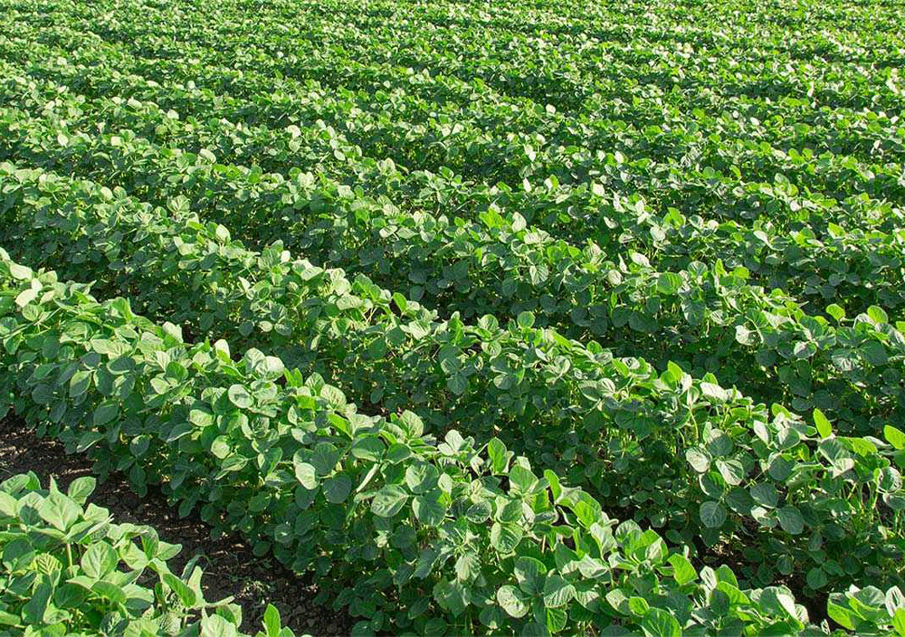 شهرستانی کوچک با دشتهای سحرآمیز لوبیا/ اینجا قطب تولید لوبیا است