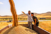 مطالبات گندمکاران خوزستانی به زودی پرداخت می شود
