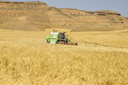 ۸۲۵ هزار تن گندم از مزارع آذربایجان غربی برداشت شد