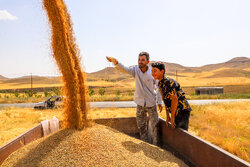 خرید گندم از کشاورزان با عبور از ۱۰ میلیون تن رکورد زد