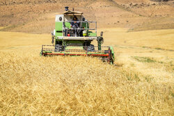 پیش بینی برداشت ۴۵ هزار تن گندم از زمین‌های کشاورزی گچساران