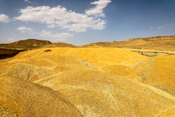 خریداری حدود ۱.۴ میلیون تن گندم از کشاورزان خوزستانی