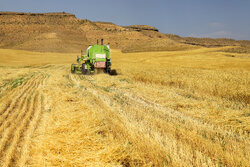 اتمام کار برداشت گندم در منطقه شمال اردبیل/خرید گندم از مرز ۱۷۴ هزار تن گذشت