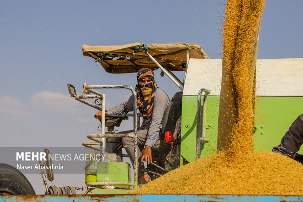 خرید تضمینی گندم در زنجان از مرز ۴۰۰ هزارتن عبور کرد