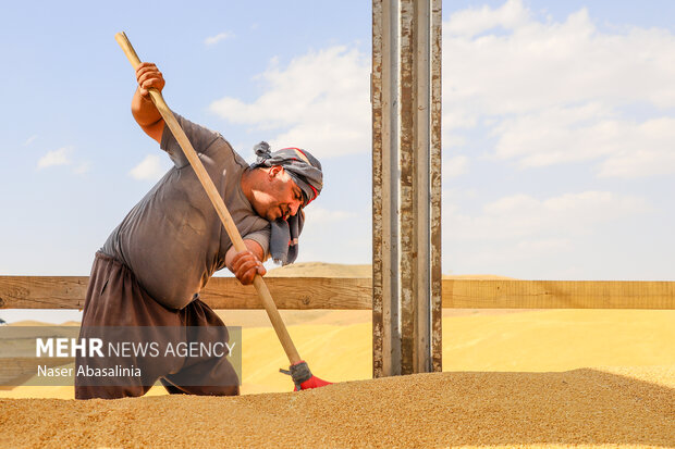 امروز و فردا کردن پرداخت مطالبات گندم کاران / دولت 45همت بدهکار است