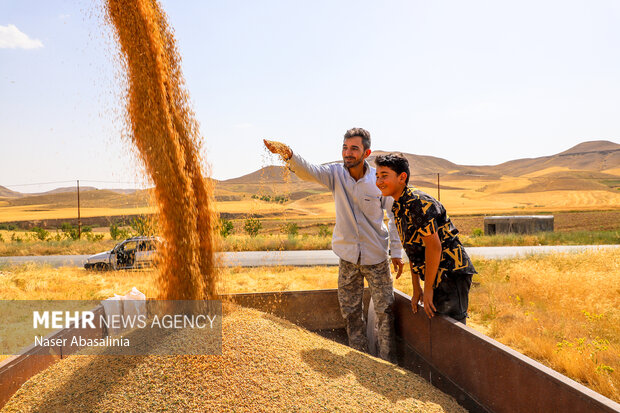 رکورد خرید گندم در خوزستان شکسته شد 