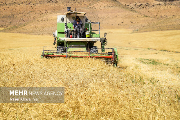 Iran’s grain output surpasses 23 million tons in 2023