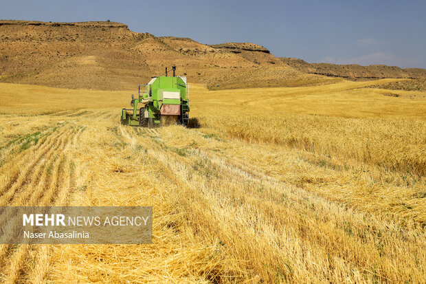 اتمام کار برداشت گندم در منطقه شمال اردبیل