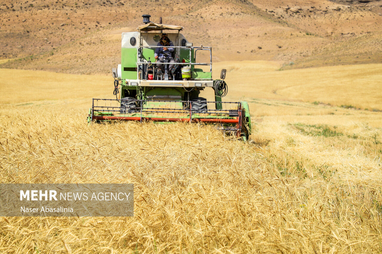 میزان خرید گندم در استان کرمانشاه به ۷۹۰ هزار تن رسید