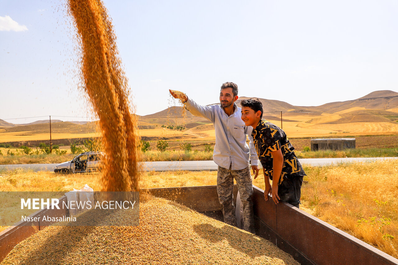 Harvesting wheat in Iran's Kordestan