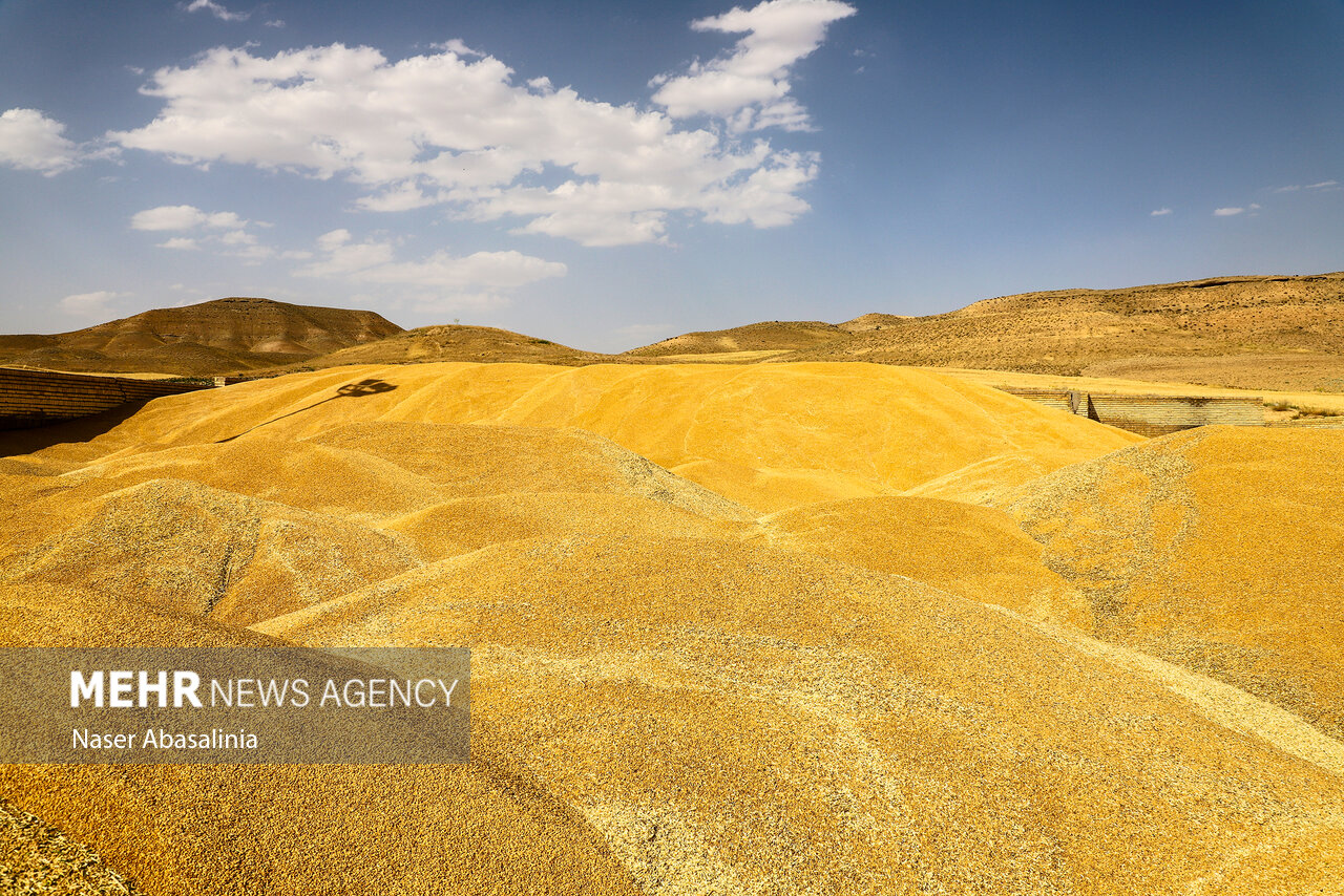 خریداری حدود ۱.۴ میلیون تن گندم از کشاورزان خوزستانی