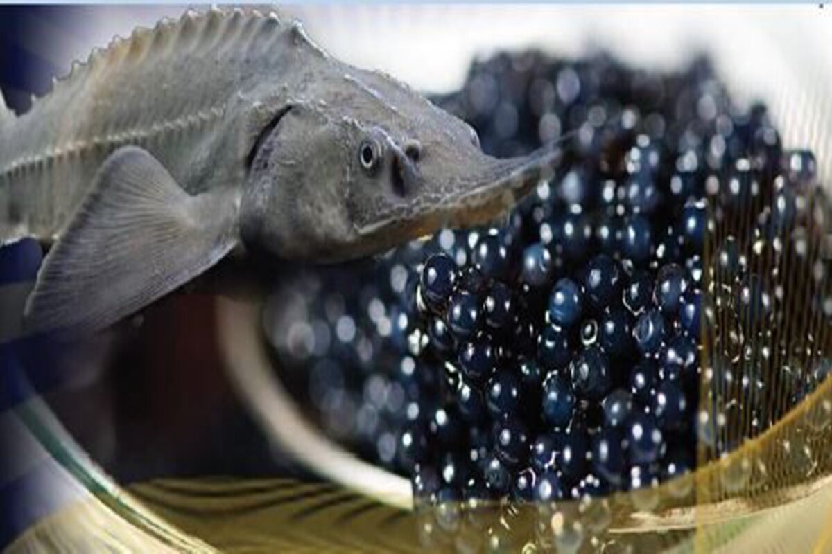 شیلات محور توسعه پایدار اقتصاد دریایی؛ از احیای خزر تا صادرات به بازار