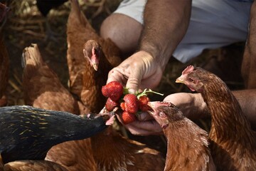پر مرغ انرژی پاک تولید می کند