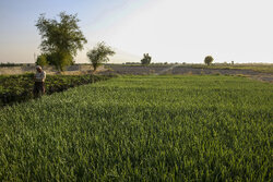 چالش‌های اجرای طرح «از مزرعه تا سفره» در ایلام؛ زیرساخت‌ها فراهم نیست