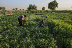 برداشت سبزی از ۶٠ هکتار اراضی کشاورزی شهرستان چرام آغاز شد