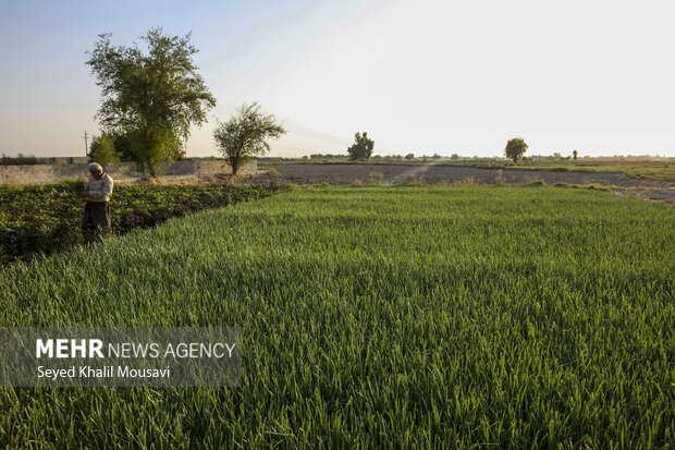 رشد ۱۳ درصدی تولید محصولات باغی در خوزستان