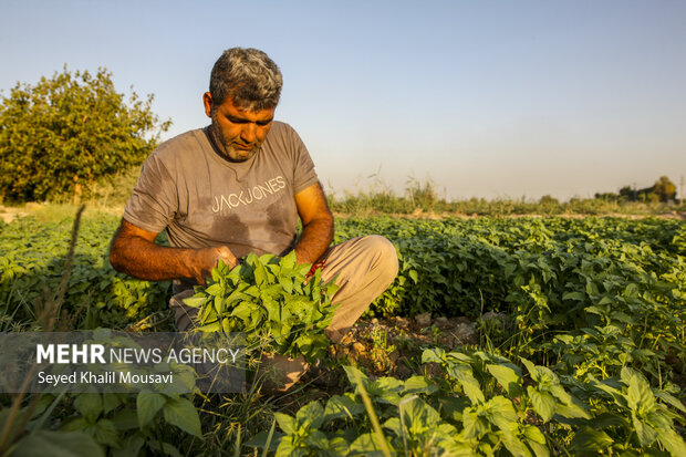 برداشت سبزی از باغات رامهرمز