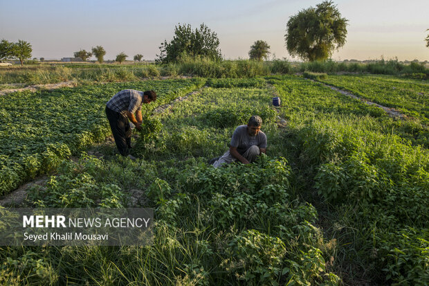 برداشت سبزی از ۶٠ هکتار اراضی کشاورزی شهرستان چرام آغاز شد