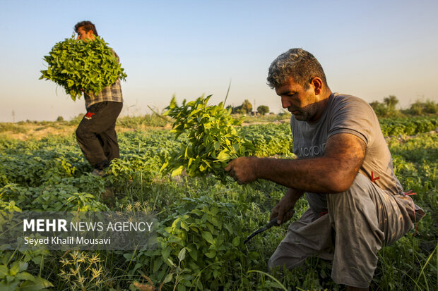 دزفول نیازمند پایانه مدرن صادرات کشاورزی/ فرصتی که از دست می رود