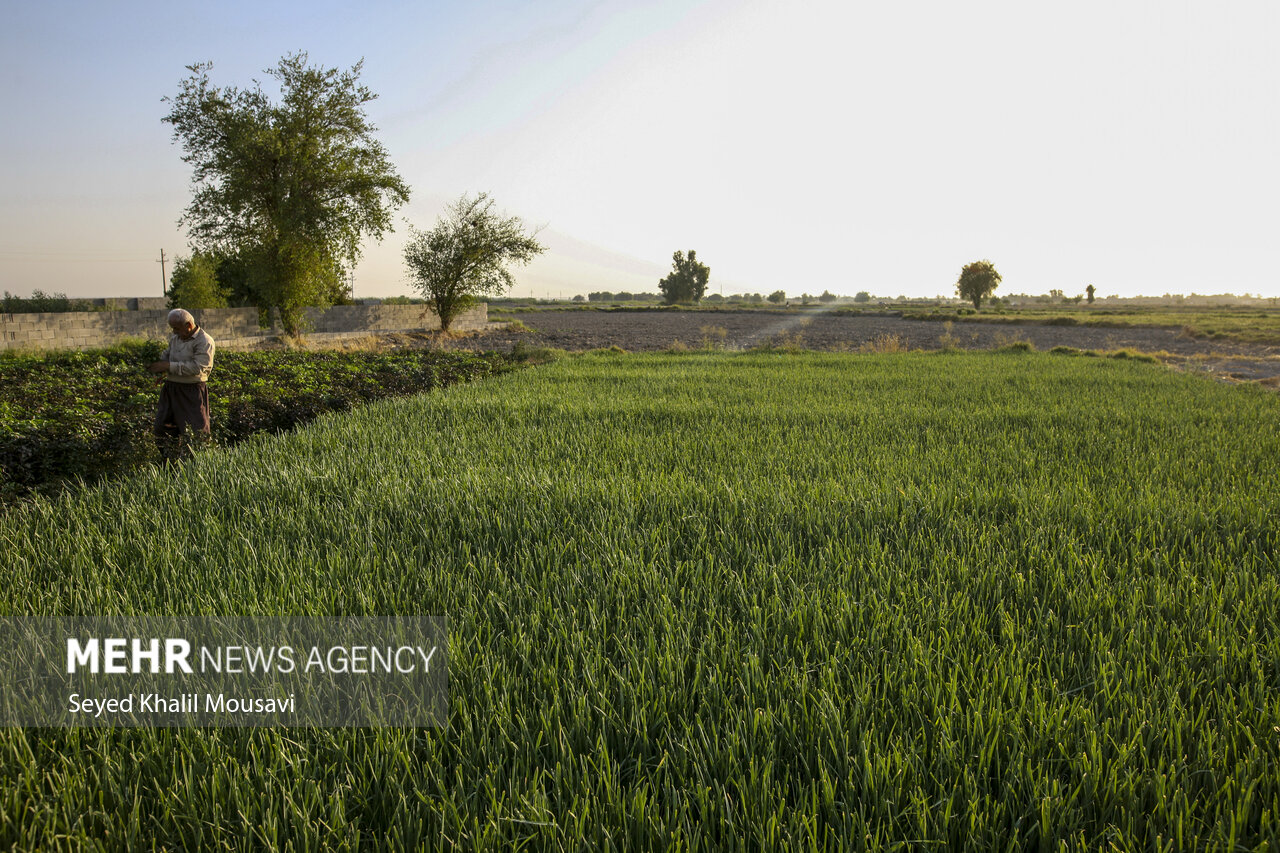 افزایش کشت محصولات سالم در خوزستان