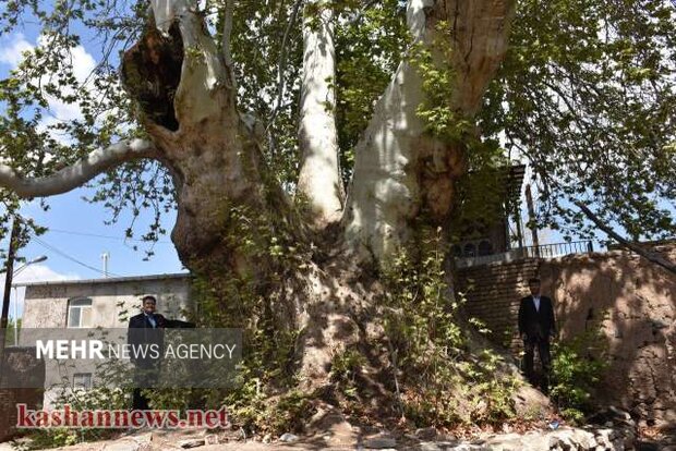 ۵ چنار کهنسال کاشان در فهرست آثار ملی کشور ثبت شدند ۵ چنار کهنسال کاشان در فهرست آثار ملی کشور ثبت شدند