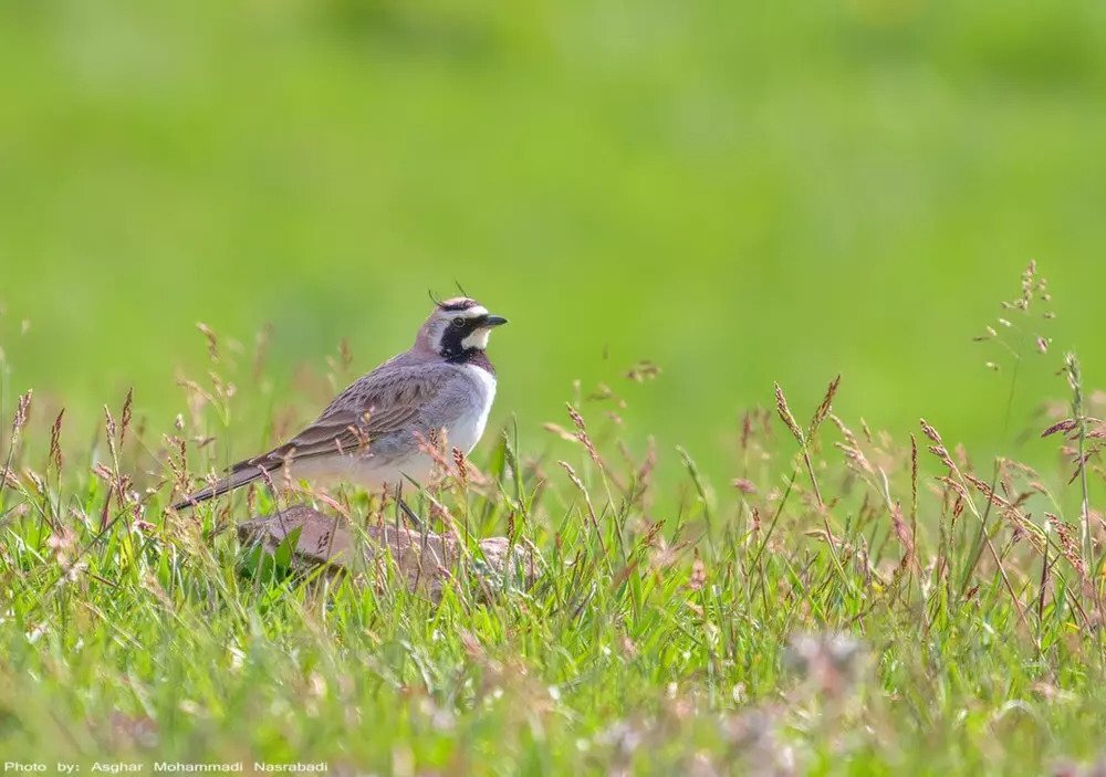 migratory birds