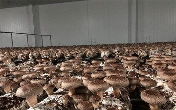 قارچ هایی با خاصیت درمانگر اما ناشناخته در ایران