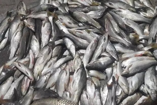 ۲۵هزار قطعه بچه ماهی در شهرستان اردل معدوم سازی شد