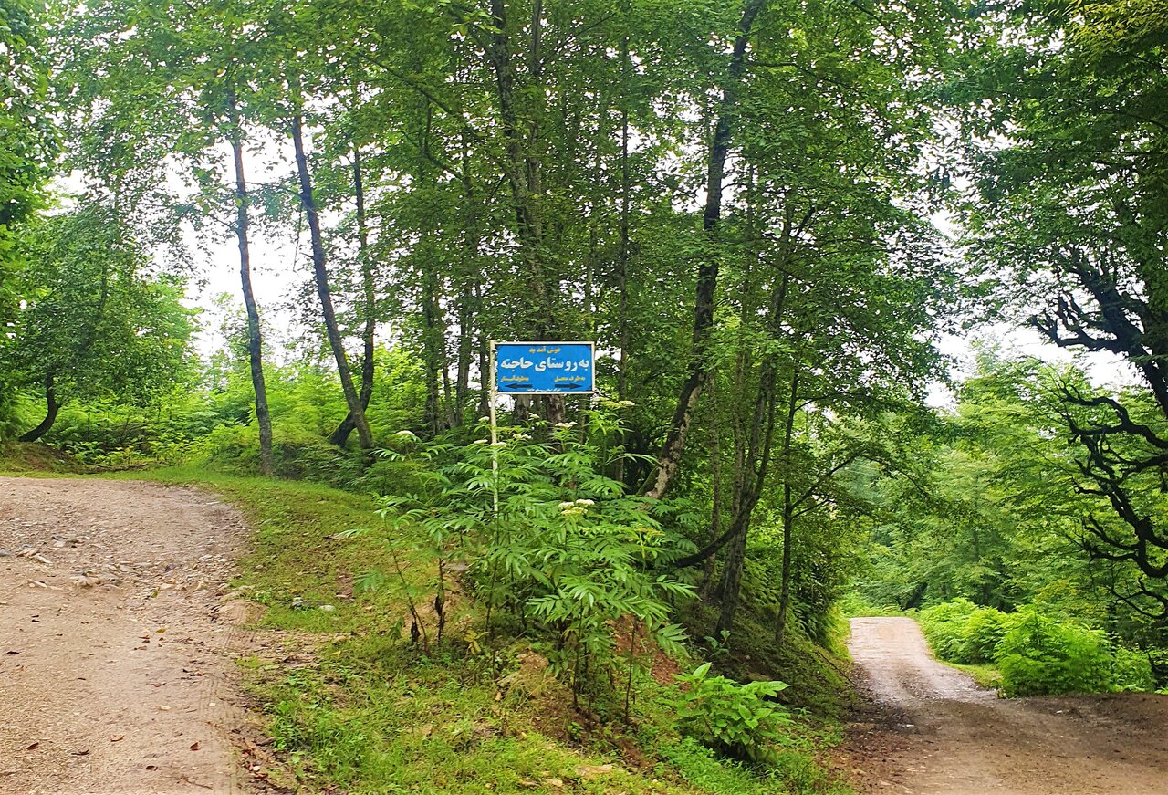 احیای پارچههای نایاب و چشیدن طعم واقعی چای