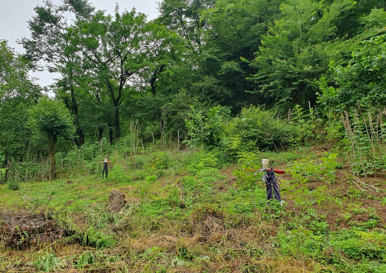 احیای پارچههای نایاب و چشیدن طعم واقعی چای