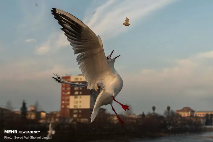 ظرفیت پنهان «بُنِ تنکا» چسبیده به خزر